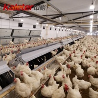 Système automatique de collecte d'oeufs en métal équipement de ferme de volaille poulailler poulaillers poulaillers à rouler nichoir poules pondeuses