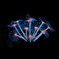 Décoration de paysage d'aquarium, plante de simulation, herbe aquatique, paysage de réservoir à poissons, corail doux en silicone, corail artificiel fluorescent