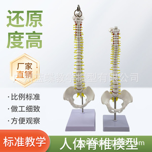 Modèle de colonne vertébrale humaine et de bassin de 45 cm : Pratique de la manipulation osseuse ; Neurologie de la colonne vertébrale et des disques intervertébraux - Product Image 3