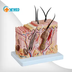 Model blok anatomi manusia biologi model 70x anatomi kulit dengan identifikasi digital dan rambut