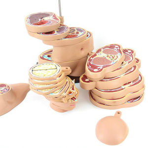 Modelo de <span class=keywords><strong>Anatomía</strong></span> de sección horizontal de cabeza-cuello-torso humano-24 piezas desmontables para Educación Médica - Product Image 3