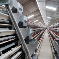 Cage à poules clé en main, modèle A-Frame, à batterie automatique pour pondeuses, avec conception de plan de configuration libre pour poulailler de 20 000 oiseaux