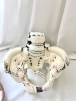 Mannequin de bassin recouvert de tissu avec repères palpables |   Simulateur d'enseignement obstétrical au design réaliste pour la science médicale et la formation en sage-femme