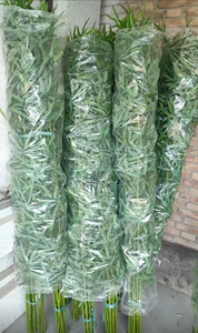 Planta Artificial <span class=keywords><strong>de</strong></span> Bambú <span class=keywords><strong>de</strong></span> 120-300 cm <span class=keywords><strong>para</strong></span> Decoración del Hogar, Planta Artificial <span class=keywords><strong>de</strong></span> Bambú <span class=keywords><strong>de</strong></span> un Solo Tronco en Maceta Grande <span class=keywords><strong>de</strong></span> Plástico <span class=keywords><strong>para</strong></span> Interiores - Product Image 3