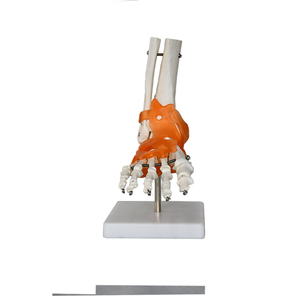 Modelo de <span class=keywords><strong>Esqueleto</strong></span> <span class=keywords><strong>para</strong></span> Enseñanza, Modelo de Huesos de PVC, Modelo Anatómico <span class=keywords><strong>Humano</strong></span> con Ligamentos, Modelo de Articulación del Pie - Product Image 6