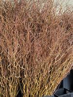 Branches naturelles bouclées de qualité export pour la décoration florale architecturale, les halls d'hôtel et les événements – Saule Dragon Salix fraîchement coupé