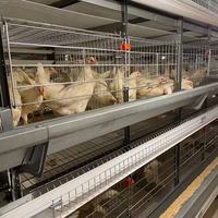 Meilleur prix pour les cages automatiques à batterie pour poules pondeuses, élevage de poules pondeuses, volailles, à vendre
