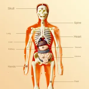 Jouets pour l'éducation de la petite <span class=keywords><strong>enfance</strong></span> 3D Anatomie des os médicaux Organes internes Squelette Corps humain Modèle détachable Assemblage - Product Image 4