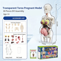 Modelo Anatómico de Embarazo 4D, Kit Transparente de la Estructura del Cuerpo Humano, Modelo de Ciencia para Armar, Juguete Educativo para Niños
