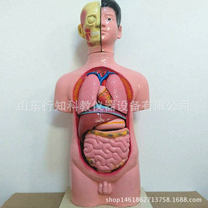Modèle de tête, de cou et de torse (mâle) - Équipement pédagogique de démontage et de montage du corps humain en 11 pièces - Product Image 1