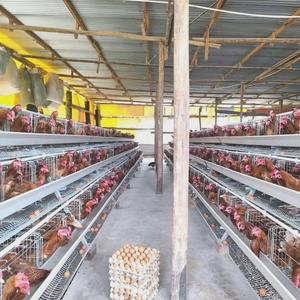 Bon prix Batterie de pondeuses de poules pondeuses à 4 niveaux de 5000 capacités Conception moderne de la volaille Meilleures <span class=keywords><strong>cages</strong></span> vente vérifiée pour les fermes du Kenya - Product Image 2