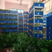 Plante artificielle en gros sur mesure, fausse fougère, feuillage réaliste, verdure pour décoration murale commerciale et résidentielle, accessoires de paysagisme, Planta