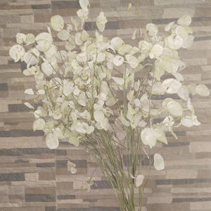 Vente en gros d'usine, bouquet préservé, véritable <span class=keywords><strong>lunaria</strong></span> <span class=keywords><strong>annua</strong></span> naturel, pour la décoration florale, cadeau de luxe - Product Image 5