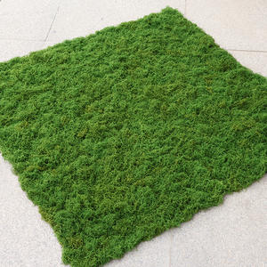 Al por mayor alfombra de <span class=keywords><strong>musgo</strong></span> real artificial Alambre de hierba de imitación realista para pared verde césped <span class=keywords><strong>español</strong></span> <span class=keywords><strong>musgo</strong></span> artificial - Product Image 6