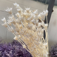 Bunga Nigella Kering Love in a Mist, Diawetkan Alami Asli Abadi Selamanya, Pod Biji untuk Rangkaian Bunga DIY Dekorasi Pernikahan