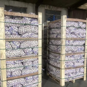 <span class=keywords><strong>Ajo</strong></span> Fresco Súper Blanco con Base <span class=keywords><strong>de</strong></span> Cultivo a Gran Escala, <span class=keywords><strong>Ajo</strong></span> Chino para Distribución Mayorista <span class=keywords><strong>de</strong></span> <span class=keywords><strong>Ajo</strong></span> - Product Image 1