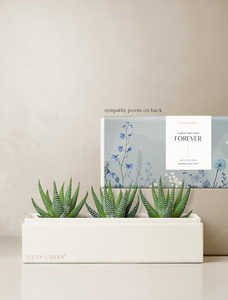 Zebra Garden, venta al por mayor, plantas vivas, nuevo diseño Natural, suculentas, gran oferta, plantas suculentas artificiales con macetas, <span class=keywords><strong>compost</strong></span> de <span class=keywords><strong>Cactus</strong></span> - Product Image 4