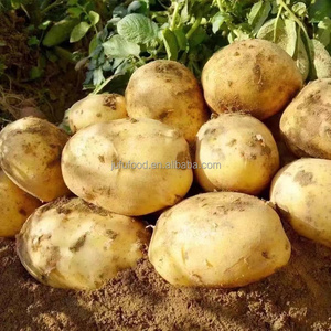 Pommes <span class=keywords><strong>de</strong></span> <span class=keywords><strong>terre</strong></span> russettes biologiques fraîches du Shandong, 7 cm, vente en gros - Product Image 6