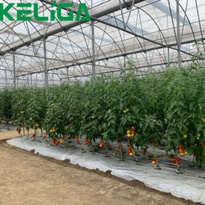 Multi-span nông nghiệp răng cưa nhà kính nhà máy Vườn Ươm với hoàn toàn tự động - Product Image 4