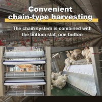Cage pour poulets de chair à cadre en H avec système de récolte automatique à chaîne