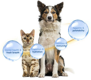 Layanan OEM pemasangan bubuk kerang hijau peliharaan meningkatkan fleksibilitas sendi dan mobilitas - Product Image 3