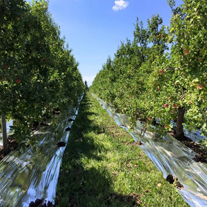 <span class=keywords><strong>Film</strong></span> de paillage métallisé réfléchissant en PE durable pour arbres fruitiers, fourni par l'usine - Product Image 2