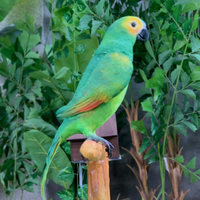Loro Animatronic de alta calidad para interiores, modelos de loro verde de Amazon con cabeza impresa en 3D y garras a la venta