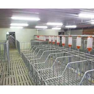 Gabbia per Gestazione Suini a Basso Costo, Stalla per Maiali da Allevamento - Product Image 6