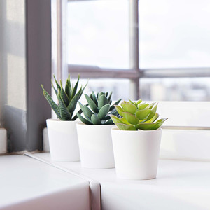 Suculentas de interior para escritorio con poca luz y plantas de follaje escultural en macetas de 2 pulgadas para el hogar - Product Image 5