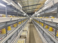 Cage à batterie pour poulets de chair en structure H galvanisée durable avec système automatique de collecte de fumier et d'alimentation pour les grandes exploitations avicoles