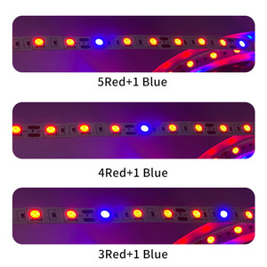 12V <span class=keywords><strong>LED</strong></span> spectre complet <span class=keywords><strong>plante</strong></span> d'intérieur élèvent la bande lumineuse étanche légume fleur lumière de remplissage de 3:1 4:1 5:1 rapport rouge bleu couleur - Product Image 3