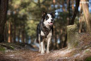 Arnés Amiplay Presión Libre London Scout XS Marrón - Product Image 5