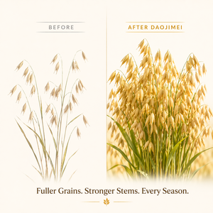 Engrais à base d'avoine |   Matière organique >30% |   Formule P`K hautement soluble dans l'eau |   Renforcer les tiges, réduire le gisement, maximiser le rendement de la récolte - Product Image 4