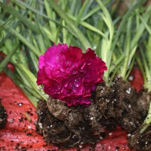 Fournisseur direct Yunnan Kunming Dounan Easy Live Plants de carnation à bouturage facile, fleurs fraîches coupées, bouquet de boutons, modèle de base YN-01 5cm - Product Image 4