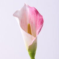 Calla Lily Home Decor Fleurs Usine Vente en gros Calla Lily Fleurs artificielles