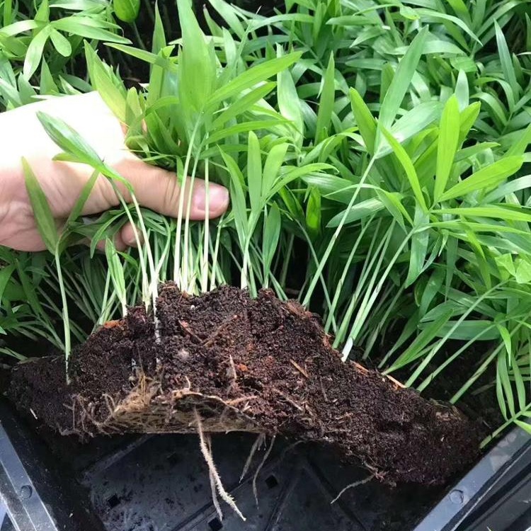 Садовые карманные кокосовые саженцы