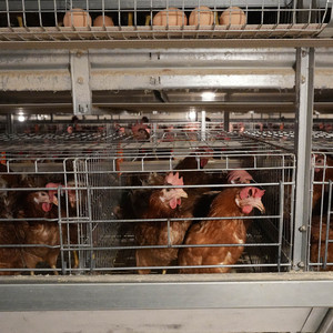 Sistema de gallineros tipo batería con gallinero para gallinas ponedoras en África - Product Image 3