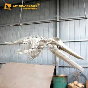 Meine Ausstellung für das Dino Animal Fossil Bone Blue Whale Skeleton Museum