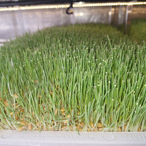 Conteneur automatique hydroponique pour germination d'aliments pour animaux 40HQ, contrôle APP/WiFi, capacité 1000-1500 kg/jour pour orge et herbes multiples - Product Image 4