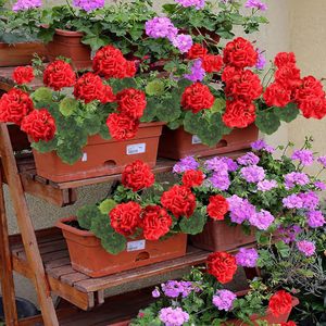 <b>Silk</b> <b>Flower</b> Geranium Bouquet 30cm-100cm High Simulation Artificial <b>Flowers</b> For Home Wedding Decorations - Product Image 4