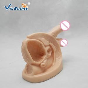 Órganos genitales masculinos de plástico avanzados para modelo de órgano médico anatómico para aprendizaje médico y estudiantes de medicina - Product Image 4
