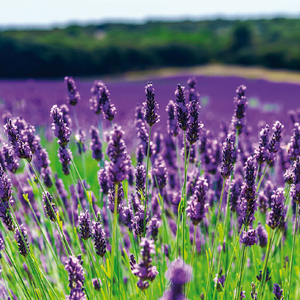 Meilleures ventes de suppléments italiens anti-âge à base de plantes Produits de soins de santé avec antioxydants prêts à l'exportation pour adultes - Product Image 5