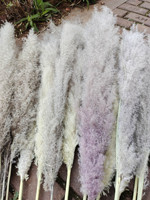 Rumput Pampas Kering Alami Putih Festival Penjualan Terlaris untuk Pernikahan dan Dekorasi Rumah Bahan Bunga Alami Premium