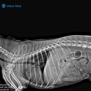 Scanner CBCT vétérinaire à faisceau conique pour l'évaluation des fractures osseuses complexes et des tumeurs, conception à faible rayonnement et sécurisée, certifié CE - Product Image 6