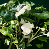 Vente en gros de plantes tropicales Albo Variegated Syngonium à feuilles en forme de flèche pour décoration de rebords de fenêtre, de pots suspendus et d'étagères