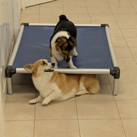 Lit surélevé pour chien en aluminium, lit surélevé pour animaux de compagnie de haute qualité, lit pour animaux de compagnie, refroidissement, motif solide, emballage en carton
