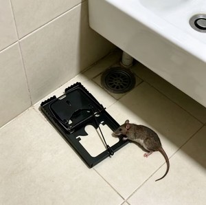 Reusable Metal Mouse Trap Heavy Duty Rat Catcher Fast <strong>Kill</strong> Rodent Control Bait Station for Home Warehouse Farm - Product Image 3