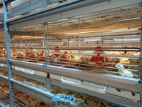 Équipement de production d'œufs pour cages à volailles, très demandé, pour fermes avicoles modernes