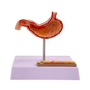 Model Lumba-lumba Perut Manusia Berkualitas Tinggi, Model Lambung Lambung - Product Image 2