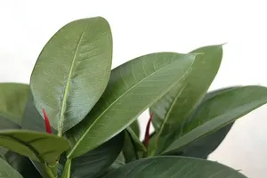 Giá cả cạnh tranh Cây Nhân Tạo Hoa cây bonsai cây nhân tạo trang trí nội thất cây bonsai từ Trung Quốc sản xuất - Product Image 6